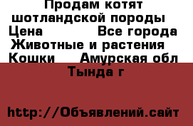 Продам котят шотландской породы › Цена ­ 2 000 - Все города Животные и растения » Кошки   . Амурская обл.,Тында г.